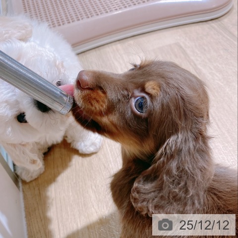 ミニチュア・ダックスフンドの写真