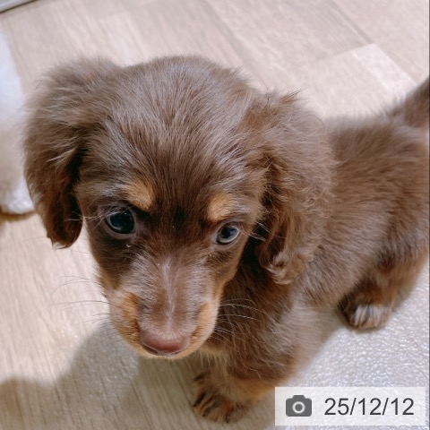 ミニチュア・ダックスフンドの写真