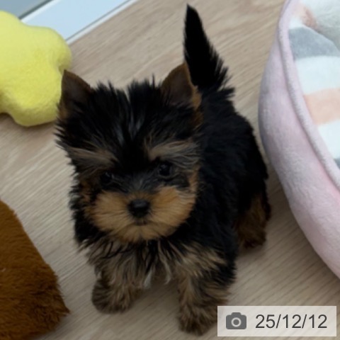 ヨークシャー・テリアの写真