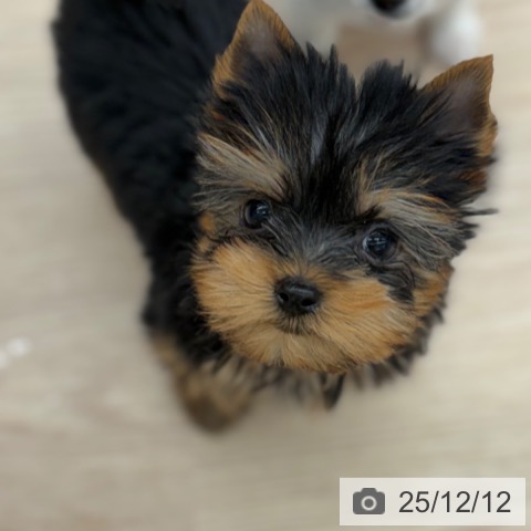 ヨークシャー・テリアの写真