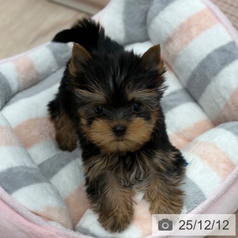 ヨークシャー・テリアの写真