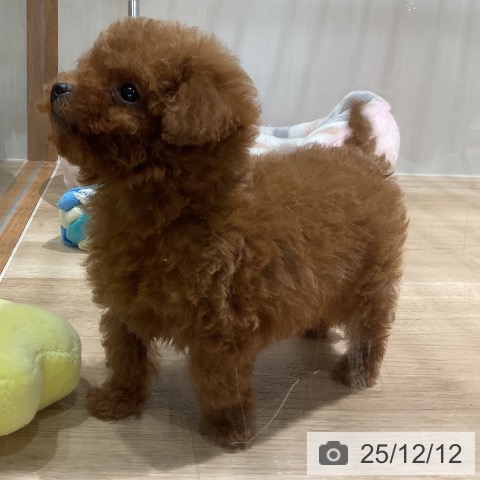 トイ・プードルの写真