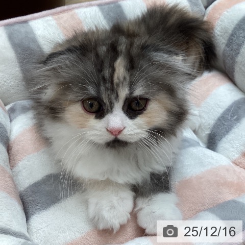 福岡県のスコティッシュフォールド (ペットプラス ららぽーと福岡店/2025年10月4日生まれ/女の子/キャリコ)の子猫の3枚目の画像