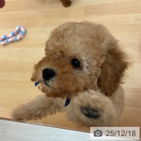 福岡県のトイプードル(トイ) (ペットプラス 福岡伊都店/2025年10月7日生まれ/男の子/アプリコット)の子犬の3枚目の画像