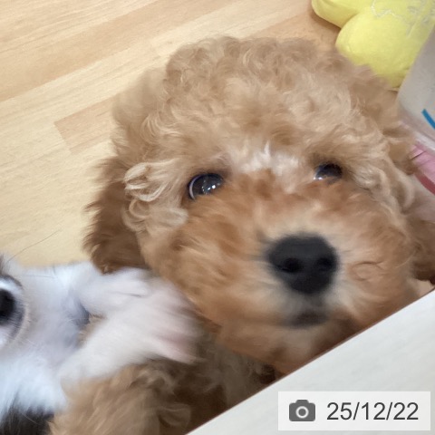 福岡県のトイプードル(トイ) (ペットプラス 福岡伊都店/2025年10月7日生まれ/男の子/アプリコット)の子犬の3枚目の画像