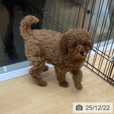 福岡県のトイプードル(トイ) (ペットプラス MARK IS 福岡ももち店/2025年10月7日生まれ/男の子/レッド)の子犬の4枚目の画像