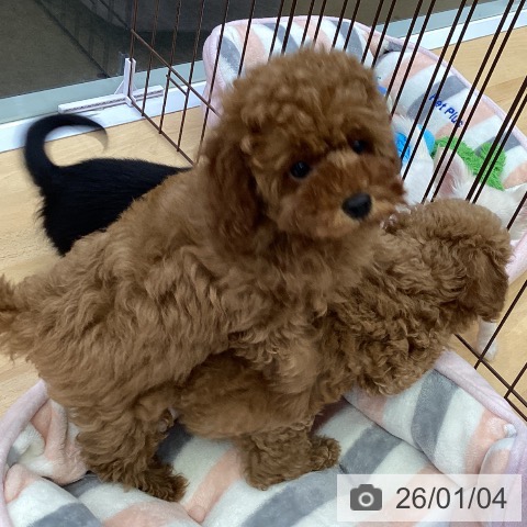 福岡県のトイプードル(トイ) (ペットプラス 香椎浜店/2025年10月7日生まれ/男の子/レッド)の子犬の4枚目の画像