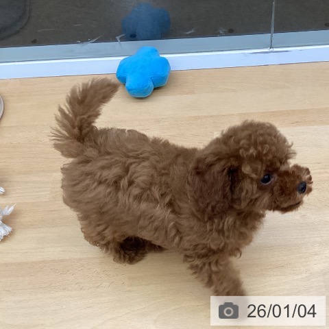 福岡県のトイプードル(トイ) (ペットプラス 香椎浜店/2025年10月7日生まれ/男の子/レッド)の子犬の3枚目の画像