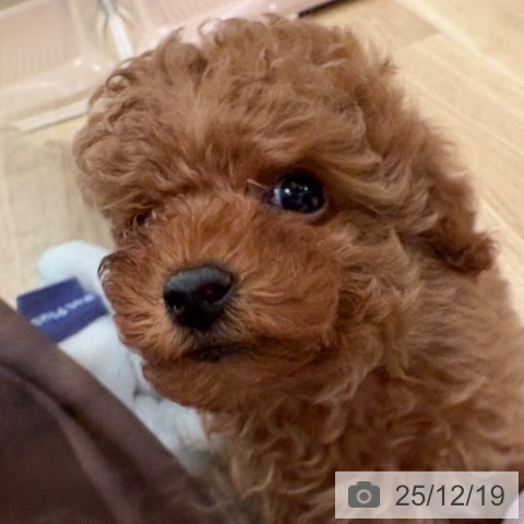 福岡県のトイプードル(トイ) (ペットプラス ららぽーと福岡店/2025年10月7日生まれ/男の子/アプリコット)の子犬の4枚目の画像