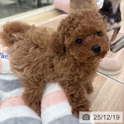 福岡県のトイプードル(トイ) (ペットプラス ららぽーと福岡店/2025年10月7日生まれ/男の子/アプリコット)の子犬の3枚目の画像