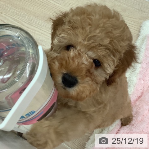 沖縄県のトイプードル(トイ) (ペットプラス 南風原店/2025年10月7日生まれ/女の子/アプリコット)の子犬の4枚目の画像