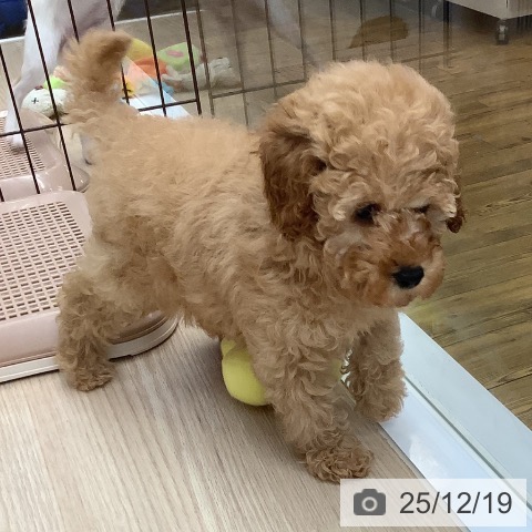 沖縄県のトイプードル(トイ) (ペットプラス 南風原店/2025年10月7日生まれ/女の子/アプリコット)の子犬の3枚目の画像