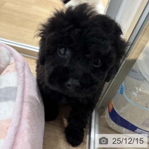 トイ・プードルの写真