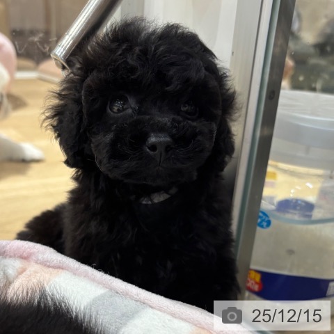 大阪府のトイプードル(トイ) (ペットプラス イオン大日店/2025年10月10日生まれ/女の子/ブラック)の子犬の4枚目の画像