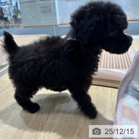 大阪府のトイプードル(トイ) (ペットプラス イオン大日店/2025年10月10日生まれ/女の子/ブラック)の子犬の3枚目の画像