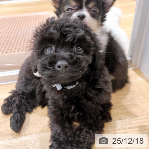大阪府のトイプードル(トイ) (ペットプラス イオン大日店/2025年10月10日生まれ/女の子/ブラック)の子犬の3枚目の画像