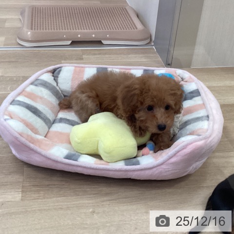 福岡県のトイプードル(トイ) (ペットプラス ららぽーと福岡店/2025年10月6日生まれ/女の子/レッド)の子犬の4枚目の画像