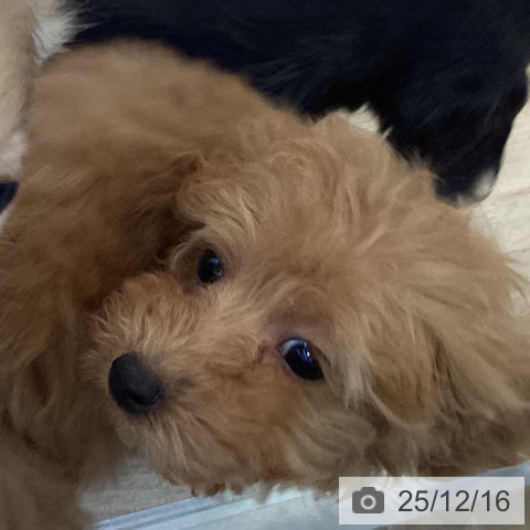 福岡県のトイプードル(トイ) (ペットプラス ららぽーと福岡店/2025年10月6日生まれ/女の子/レッド)の子犬の3枚目の画像