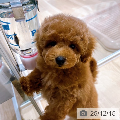 トイ・プードルの写真