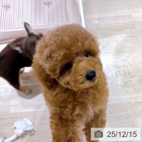 トイ・プードルの写真