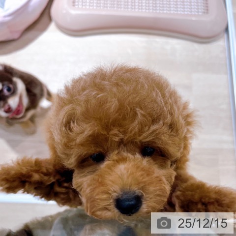 トイ・プードルの写真