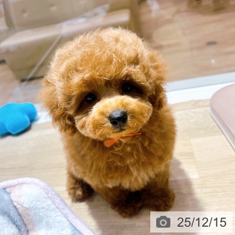 大阪府のトイプードル(トイ) (ペットプラス イオン大日店/2025年10月10日生まれ/男の子/オレンジフォーン)の子犬の4枚目の画像