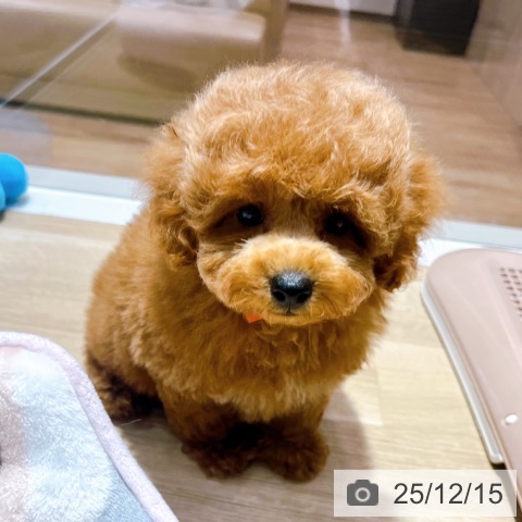 大阪府のトイプードル(トイ) (ペットプラス イオン大日店/2025年10月10日生まれ/男の子/オレンジフォーン)の子犬の3枚目の画像