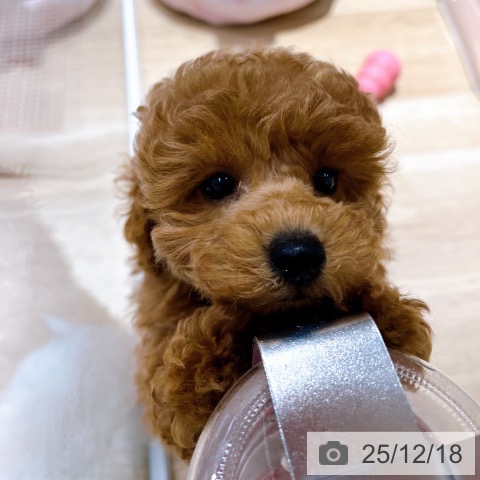 大阪府のトイプードル(トイ) (ペットプラス イオン大日店/2025年10月10日生まれ/男の子/オレンジフォーン)の子犬の3枚目の画像