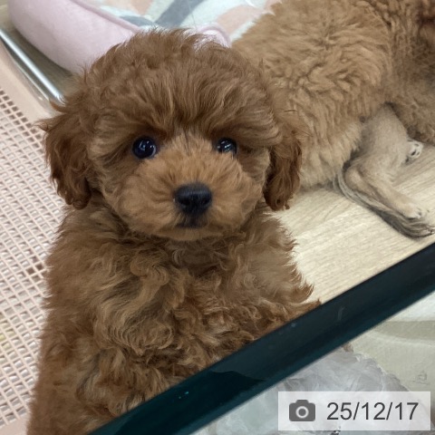 大阪府のトイプードル(トイ) (ペットプラス りんくう泉南店/2025年10月10日生まれ/男の子/レッドフォーン)の子犬の3枚目の画像