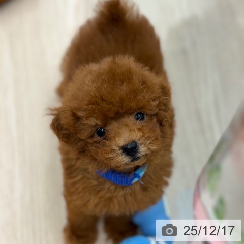 京都府のトイプードル(トイ) (ペットプラス 京都桂川店/2025年10月10日生まれ/男の子/レッドフォーン)の子犬の4枚目の画像