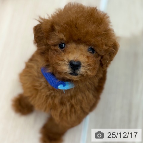 京都府のトイプードル(トイ) (ペットプラス 京都桂川店/2025年10月10日生まれ/男の子/レッドフォーン)の子犬の3枚目の画像