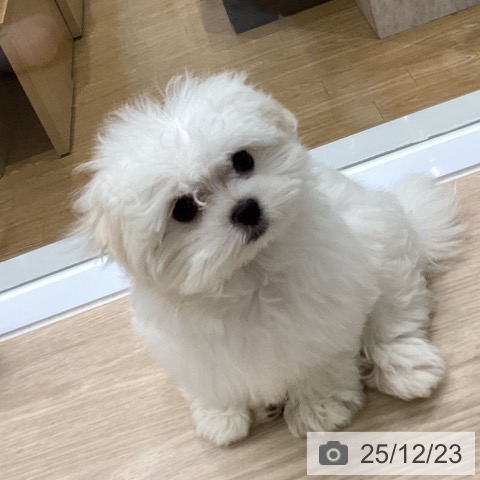 長崎県のマルチーズ (ペットプラス 長崎店/2025年10月9日生まれ/女の子/ホワイト)の子犬の4枚目の画像