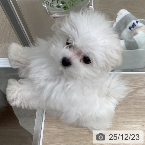 長崎県のマルチーズ (ペットプラス 長崎店/2025年10月9日生まれ/女の子/ホワイト)の子犬の3枚目の画像