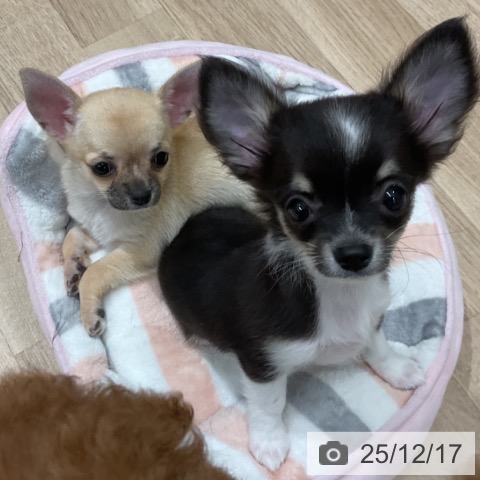 福岡県のチワワ(ロング) (ペットプラス 八幡東店/2025年10月8日生まれ/女の子/フォーン)の子犬の4枚目の画像