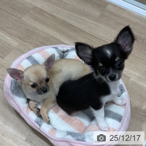 福岡県のチワワ(ロング) (ペットプラス 八幡東店/2025年10月8日生まれ/女の子/フォーン)の子犬の3枚目の画像