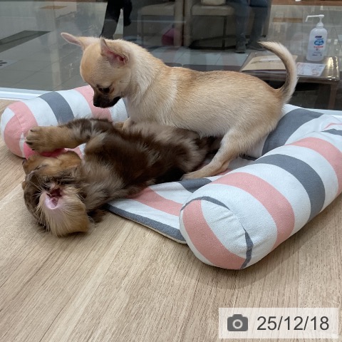 福岡県のチワワ(ロング) (ペットプラス 八幡東店/2025年10月8日生まれ/女の子/フォーン)の子犬の4枚目の画像