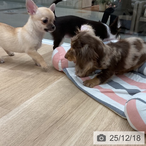 福岡県のチワワ(ロング) (ペットプラス 八幡東店/2025年10月8日生まれ/女の子/フォーン)の子犬の3枚目の画像