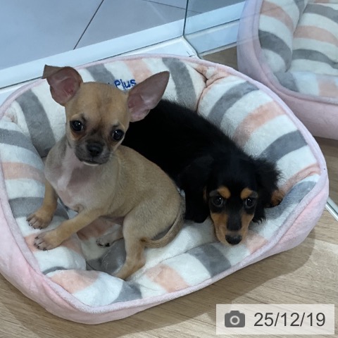 福岡県のチワワ(ロング) (ペットプラス 香椎浜店/2025年10月8日生まれ/女の子/フォーン)の子犬の4枚目の画像