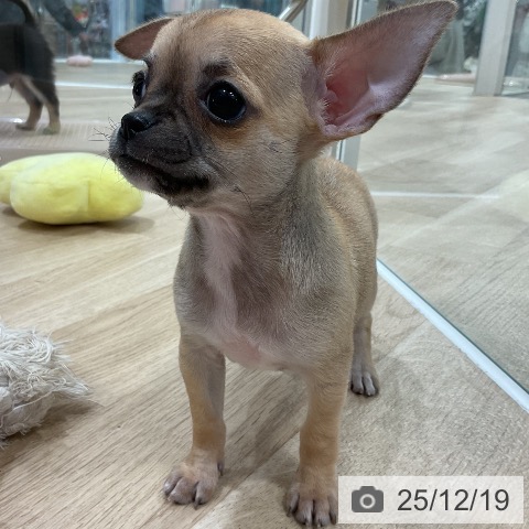 福岡県のチワワ(ロング) (ペットプラス 香椎浜店/2025年10月8日生まれ/女の子/フォーン)の子犬の3枚目の画像