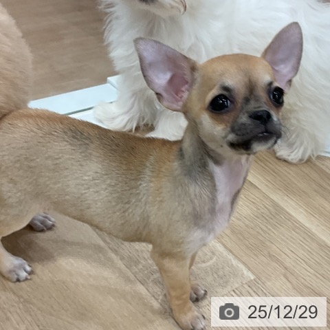 福岡県のチワワ(ロング) (ペットプラス 香椎浜店/2025年10月8日生まれ/女の子/フォーン)の子犬の4枚目の画像