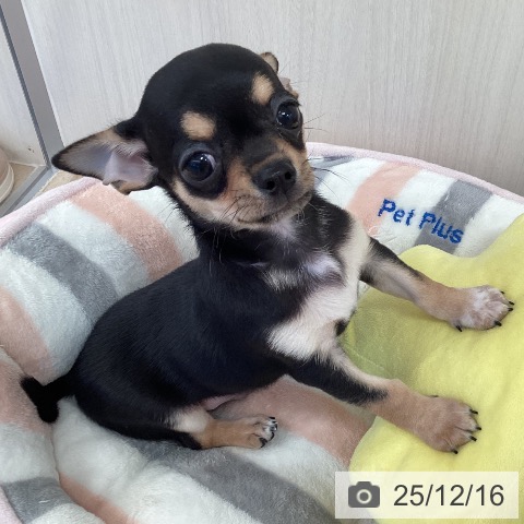 福岡県のチワワ(ロング) (ペットプラス ららぽーと福岡店/2025年10月10日生まれ/男の子/ブラックタンホワイト)の子犬の4枚目の画像