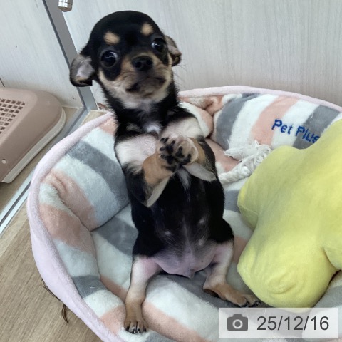 福岡県のチワワ(ロング) (ペットプラス ららぽーと福岡店/2025年10月10日生まれ/男の子/ブラックタンホワイト)の子犬の3枚目の画像