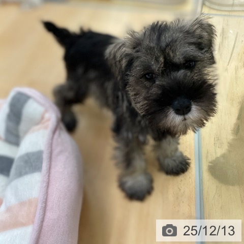 ミニチュア・シュナウザーの写真