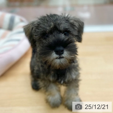 ミニチュア・シュナウザーの写真