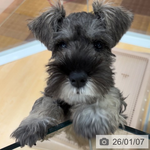 ミニチュア・シュナウザーの写真