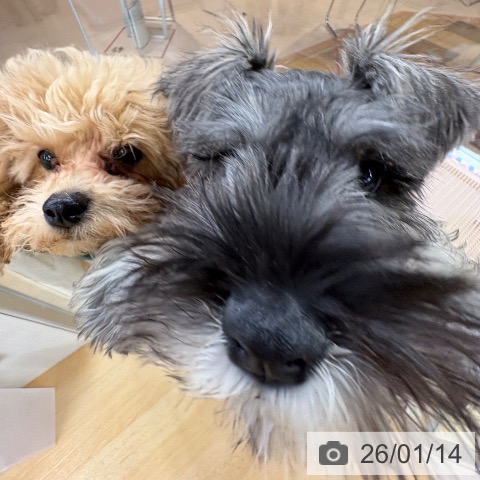 ミニチュア・シュナウザーの写真