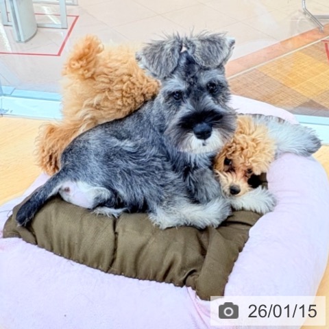 ミニチュア・シュナウザーの写真