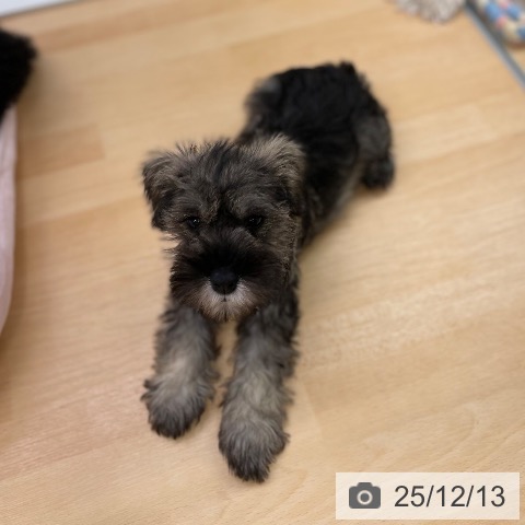 ミニチュア・シュナウザーの写真