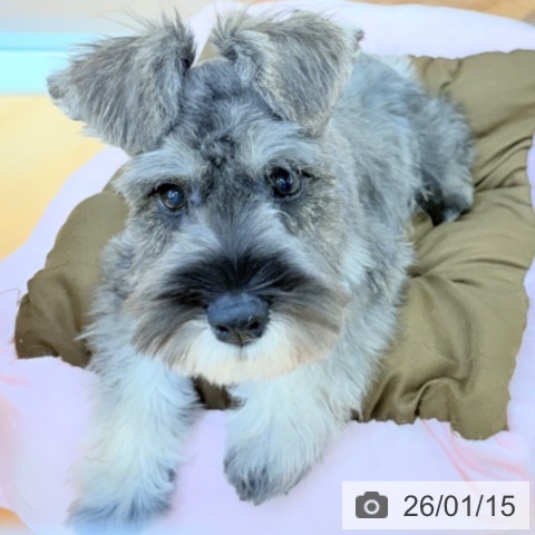 ミニチュア・シュナウザーの写真