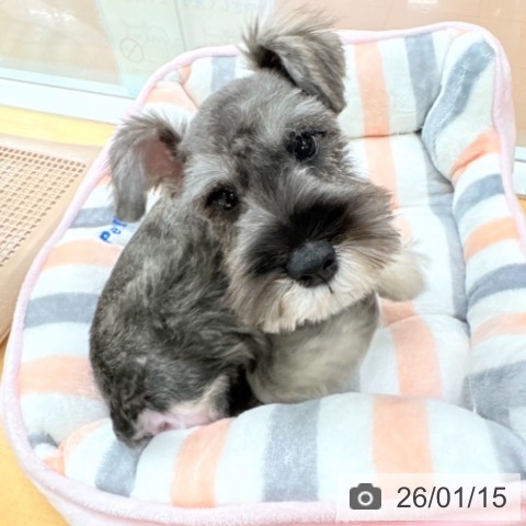 ミニチュア・シュナウザーの写真